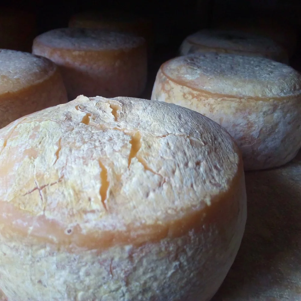 Traditionally made cheese at Wegraakbosch Organic Farm